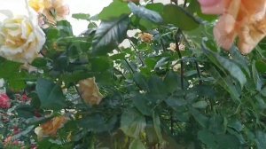 РОЗА МИШКА//Rosa Michka