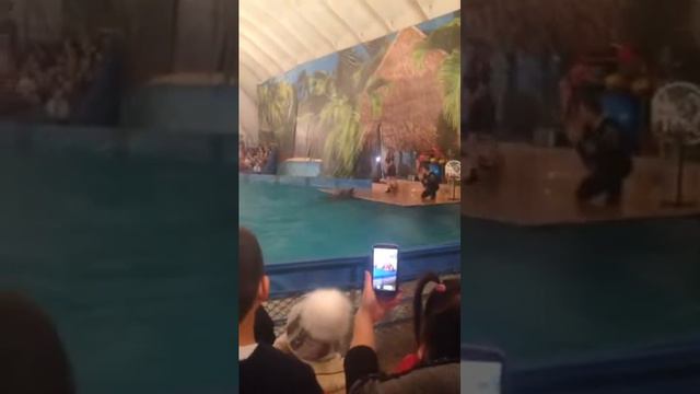 Московский Дельфинарий в Актобе смотреть онлайн