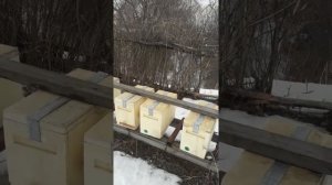 Зимовка пчел в кассетном павильоне