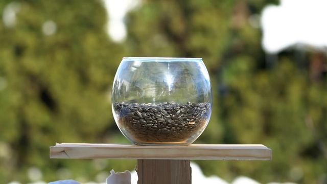 Videos for Cats to Watch - birds eat seeds смотреть онлайн