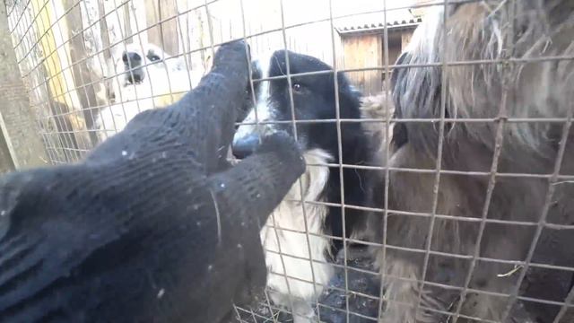 ЧТОБЫ ВЫБРАТЬСЯ НА СВОБОДУ, ОНИ ПРОГРЫЗЛИ МЕШОК В КОТОРЫМ БЫЛИ ВЫБРОШЕНЫ НА ДОРОГУ!! смотреть онлайн