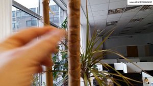 КАК ЗАСТАВИТЬ вытянувшуюся ДРАЦЕНУ ВЕТВИТЬСЯ БЕЗ кардинальной ОБРЕЗКИ.Эксперимент.?