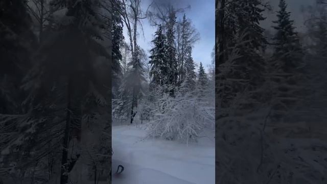 Зимний лес/Широкий дол/Снегоход