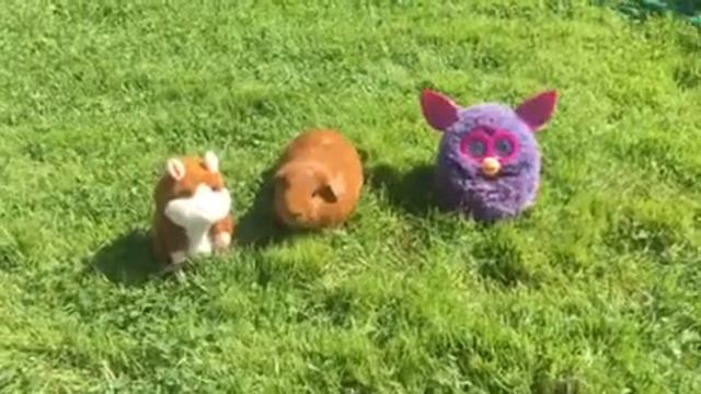 Роботы разговаривают с морской свинкой смотреть онлайн