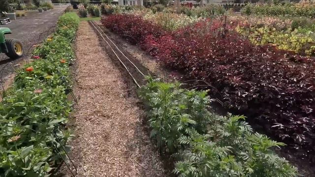 Planting Cabbage/Broccoli Seedlings + Perennial/Cool Season Annual Flower Seeds! 🥦🌸🌿 смотреть онлайн