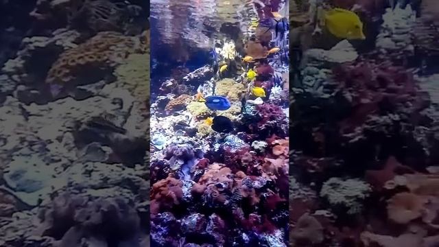 Москвариум ВДНХ смотреть онлайн