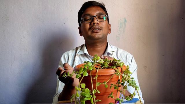 Pillow plant |Care|Propagation|Uses|Pruning|Problems|Pests and Mites|Repotting|Toxicity.