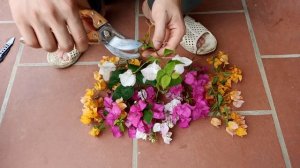 Grafting Multicolored Bougainvillea On One Trunk | Easy Tree Grafting 100% Success