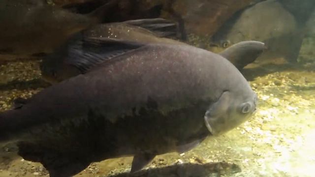 Киевский зоопарк Змеи, черепахи, рыбы и большая горилла смотреть онлайн