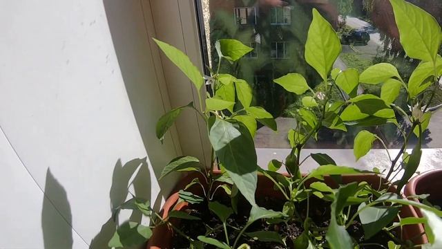 Острый перец и помидоры на подоконнике! 4 часть. смотреть онлайн