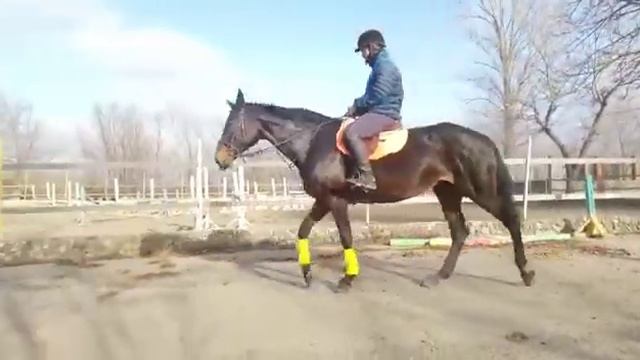 Галатея шаг смотреть онлайн