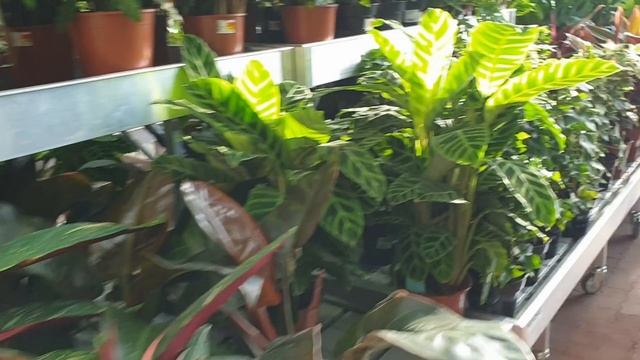 Влог.Покупаю домашние растения в магазине ДЕПО.Какие растения я купила?Обзор домашних растений,цены