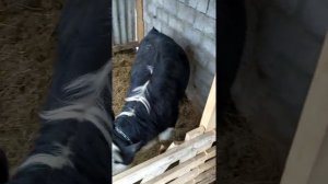 бык в загоне,как ведёт себя бык после долгого стоя