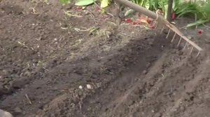Как посадить фасоль. Посадка фасоли в огороде. Фасоль на даче