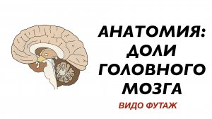 Доли головного мозга