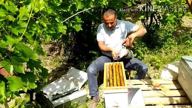 %100 VERİMLİ BÖLME ARININ DURUMU.(Kraliçe Arı Yumurtluyor) #honey #honeybee #arı #bee #bal смотреть онлайн