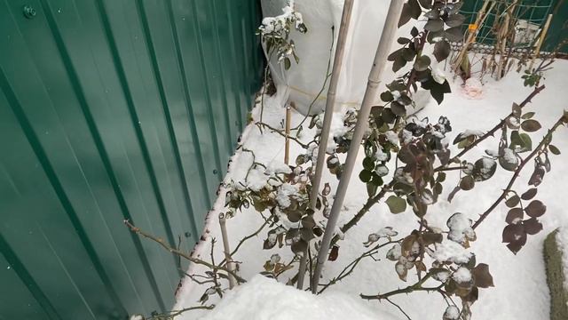 Розы в кашпо! Зимний горшечный садик с розами🌹🌹🌹
