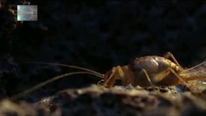 Природа Гавай