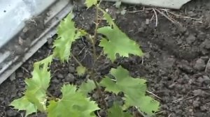 #Виноград. Посадка кустов на старое место. Ошибки виноградарей