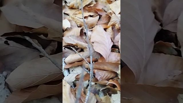 Грибы в горах Странджа. Рядовка землистая