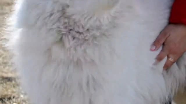 Собака друг человека смотреть онлайн