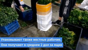 Зелень Грузии: как выращивают, убирают, пакуют со льдом на экспорт укроп, петрушку, кинзу (кориандр