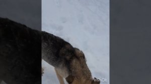 Каждая собачка ,в нашем приюте ,ждёт своего человека.