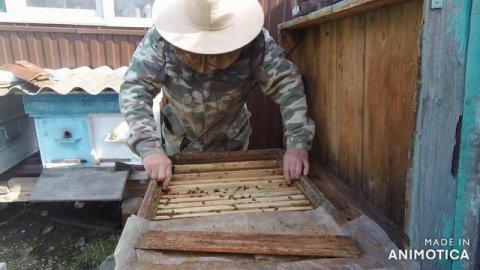 Зимовка по Норвежскому методу , Весеннее развитие