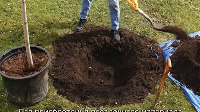 Яблоня Орлик смотреть онлайн