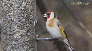 Голоса птиц Щегол (Carduelis carduelis).#Голоса #птиц #Щегол #Нашим #птицам #страшна #зима #Катя