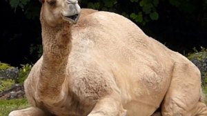 Camels in Miami Zoo Верблюды в зоопарке Майами