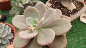 Lindas Plantas de Coleção Echeveria Orpet & Pachyphytum  • Lelis com Amor