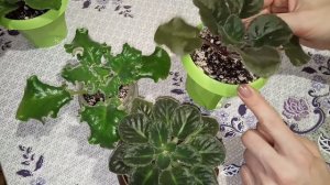 Как правильно поливать фиалки! Ошибки при поливе. Фиалки у Алисы.