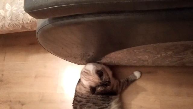 Для чего коту диван