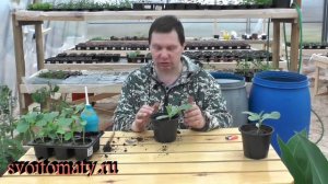 Два способа привить огурец на лагенарию