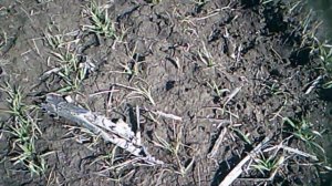 16 ФЕВРАЛЯ 2020 КОРМИМ ЯЧМЕНЬ БАЗАЛЬТ. Сеяли с нормой 130 кг на 1 га .