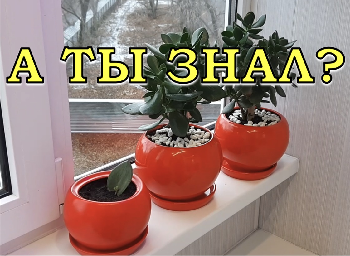 КАК ухаживать за ДЕНЕЖНЫМ ДЕРЕВОМ зимой????