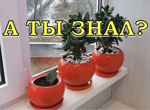 КАК ухаживать за ДЕНЕЖНЫМ ДЕРЕВОМ зимой????