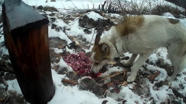 ХАРИУС ТАЁЖНЫХ ДЕБРЕЙ (Часть 2). Рыбалка под дождем! Встретили молчаливого аборигена! смотреть онлайн