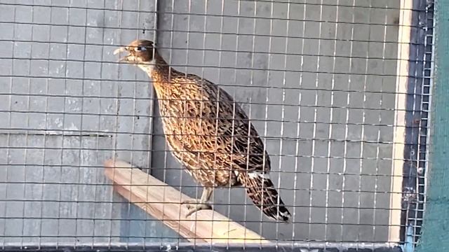 Самка гималайского монала смотреть онлайн