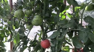 Томат Козула 133 (Королевский сад Ильи Королева)