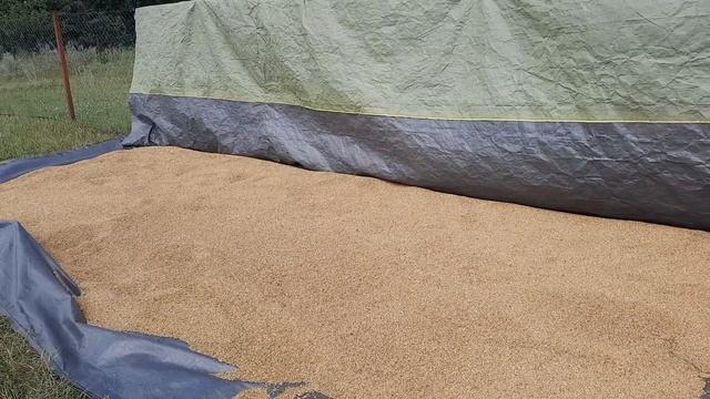 Не знаешь, за что схватиться. Большие запасы на зиму. смотреть онлайн