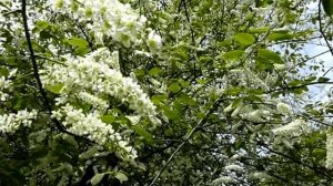 Белой акации гроздья душистые Романс