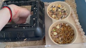 Мыши песчанки в домашних условиях | мыши песчанки уход и содержание