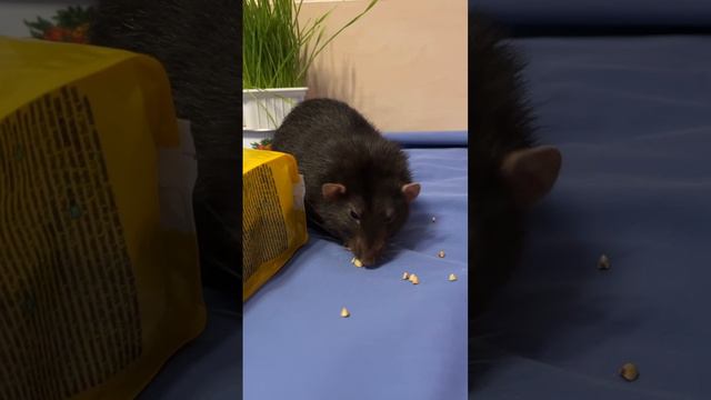 Татоша ушастая мышь. #animal #rat #животные #крысы смотреть онлайн