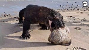 Amazing😱Komodo dragon eats and swallows batfish