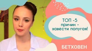 ТОП - 5 причин завести попугая!