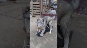 Алабай против Лайка