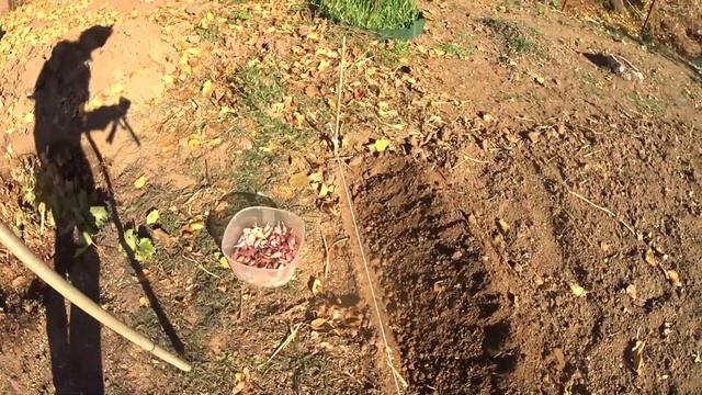 Посадка чеснока осенью.Самый простой способ посадки чеснока смотреть онлайн