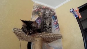Котята мейн-кун 3 месяца